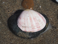 Semele rubropicta