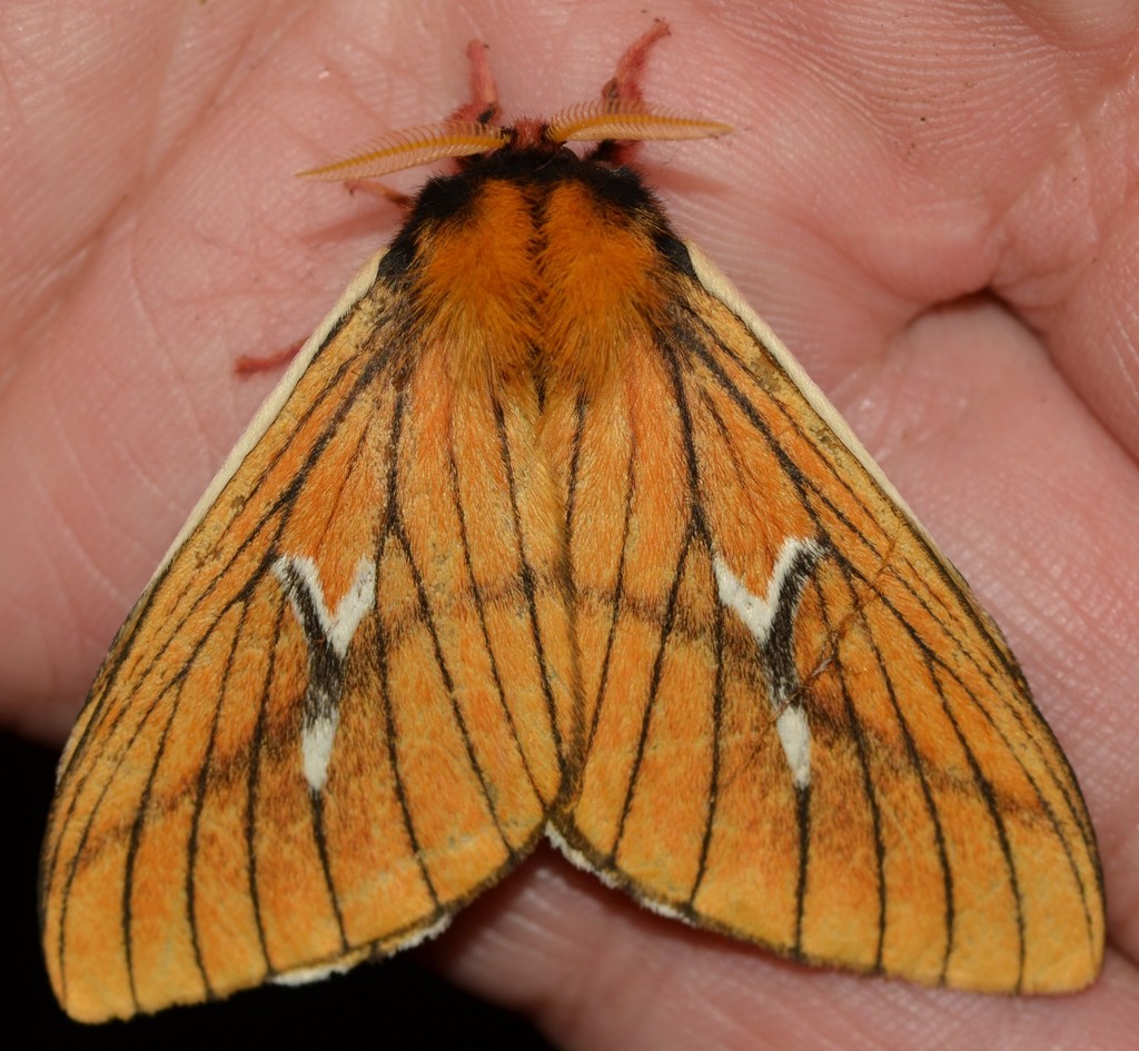 Cerodirphia