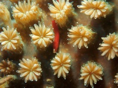 Galaxea astreata