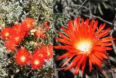 Drosanthemum micans
