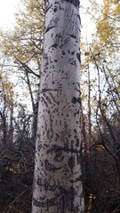 Ursus