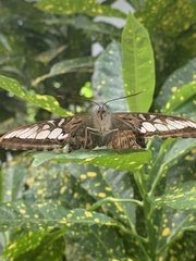 Parthenos sylvia gambrisius