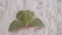 Dichorda illustraria