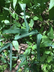Passiflora mexicana