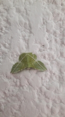 Dichorda illustraria