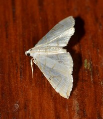 Neurophyseta