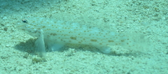 Istigobius rigilius