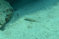 Istigobius rigilius