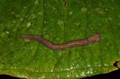 Lumbriculida