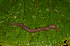 Lumbriculida