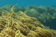 Sclerophytum flexibilis