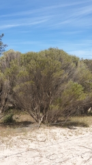 Melaleuca uncinata