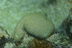 Leptoria phrygia