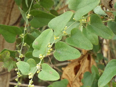 Smilax aristolochiifolia
