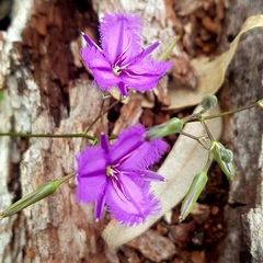 Thysanotus manglesianus