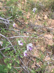 Trichostema arizonicum