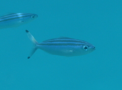 Pterocaesio trilineata