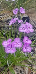 Thysanotus multiflorus