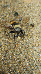 Laphria fernaldi