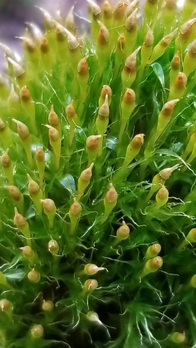 Narrow Cruet-moss