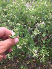 Guardiola platyphylla