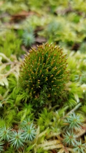 Narrow Cruet-moss