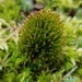 Narrow Cruet-Moss - Photo (c) Rob Routledge, some rights reserved (CC BY-NC), uploaded by Rob Routledge