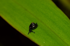 Habroconus