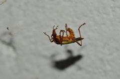 Chauliognathus brunneomaculatus
