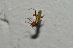 Chauliognathus brunneomaculatus