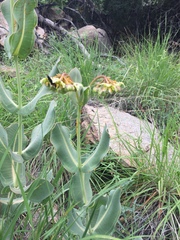Asclepias elata