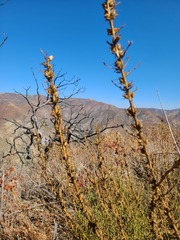 Sairocarpus multiflorus
