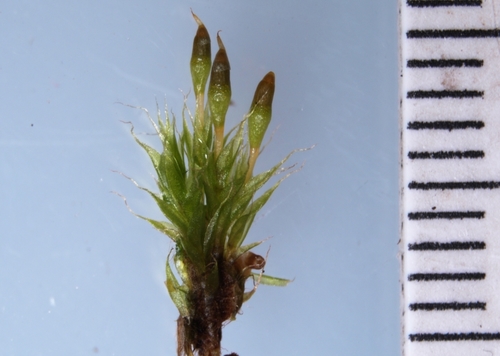 Narrow Cruet-moss