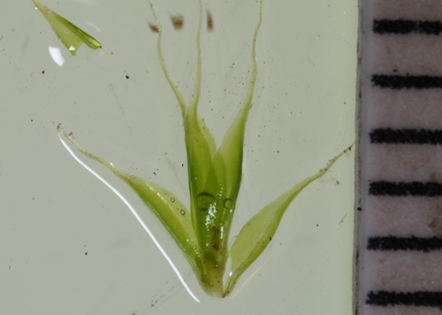Narrow Cruet-moss