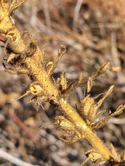 Sairocarpus multiflorus