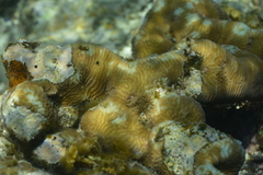 Leptoria phrygia