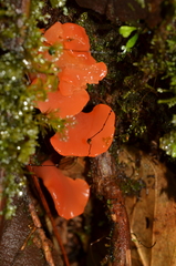 Guepinia