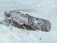 Zamagiria australella