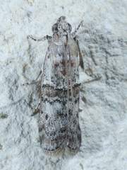Zamagiria australella