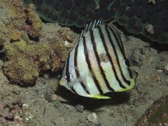 Chaetodon octofasciatus