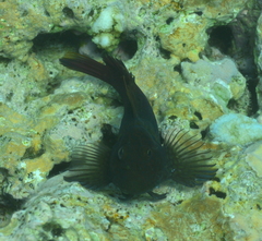 Cirripectes stigmaticus