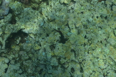 Cirripectes stigmaticus