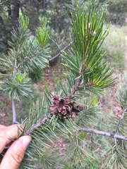 Pinus cembroides bicolor