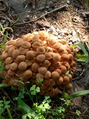 Desarmillaria caespitosa image