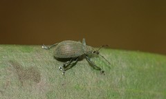 Anypotactini