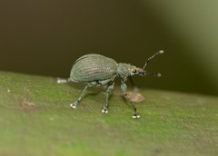 Anypotactini