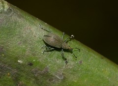 Anypotactini