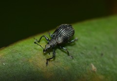 Anypotactini