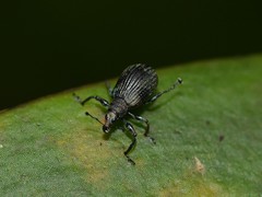 Anypotactini