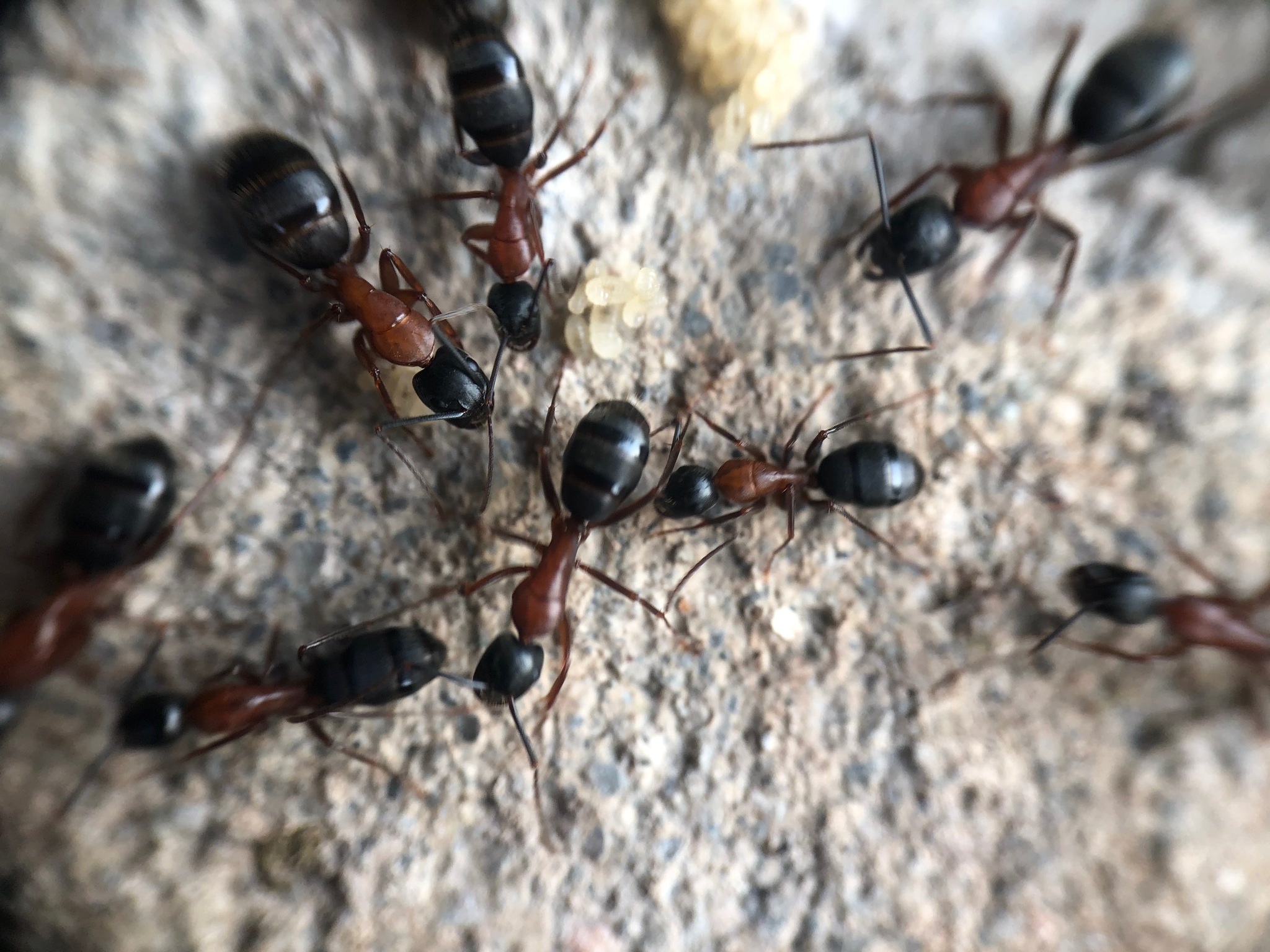 Camponotus vicinus